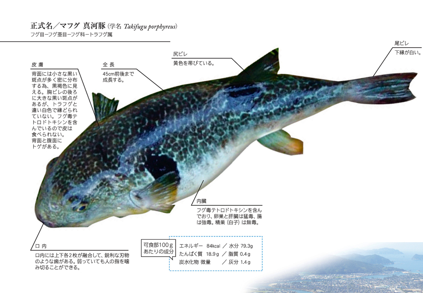 萩のまふぐ 山口県 全国のプライドフィッシュ プライドフィッシュ