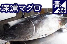深浦マグロ