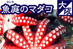 魚庭のマダコ