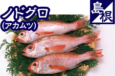 ノドグロ（アマダイ）