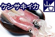 ケンサキイカ
