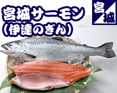 宮城サーモン（伊達のぎん）