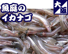 魚庭のイカナゴ