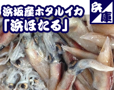 浜坂産ホタルイカ「浜ホタル」