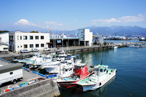 田子の浦漁協 生しらす直売所