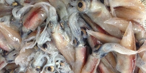 浜坂産ホタルイカ「浜ほたる」